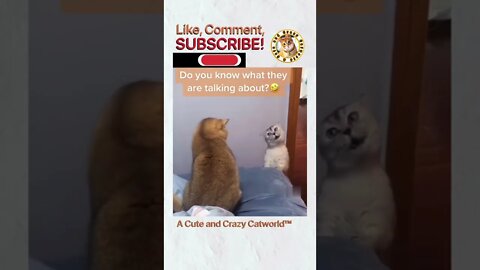 When Cute Cats Start TALKING (Crazy Lol) 😹 (Part 3) #Shorts