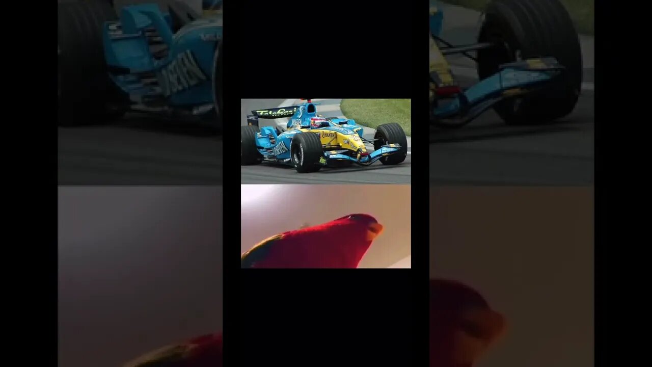 🦜👀