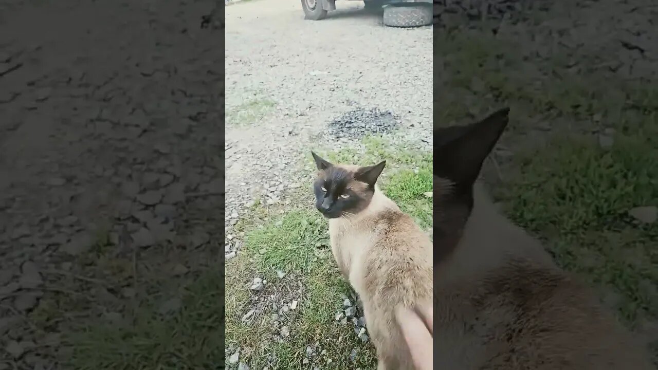 special fluff treat