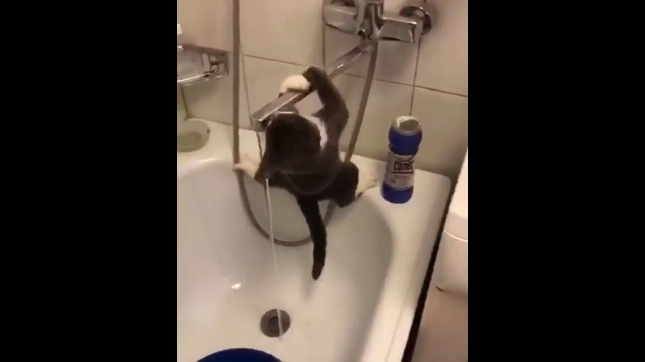 Cat just wanted a drink of water