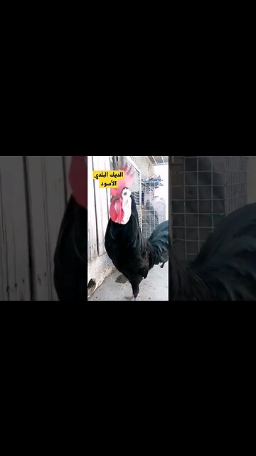 أجمل ديك بلدي أسود كيوت روعة