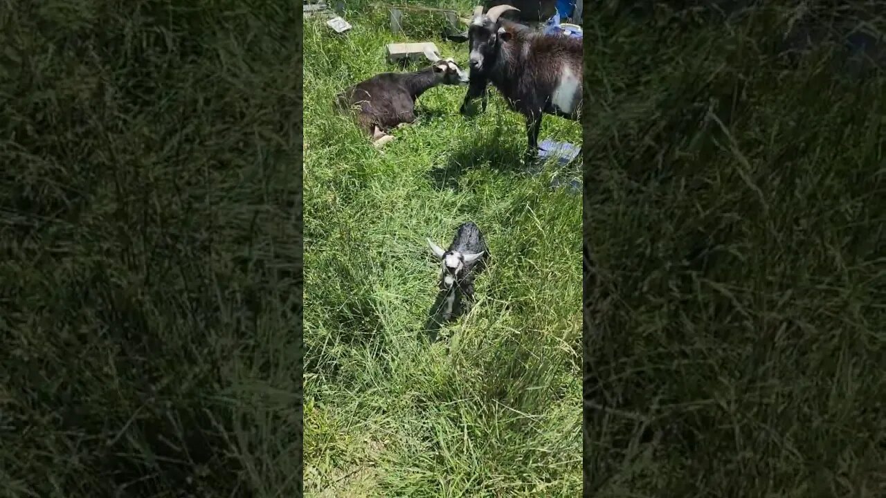 Are very first baby goats at chickenhawkfarmstead so exciting #baby #goats