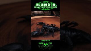 TARANTULA HALLOWEEN SPECIAL