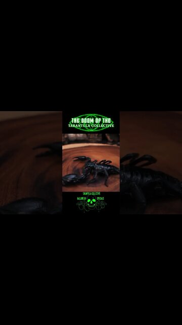 TARANTULA HALLOWEEN SPECIAL