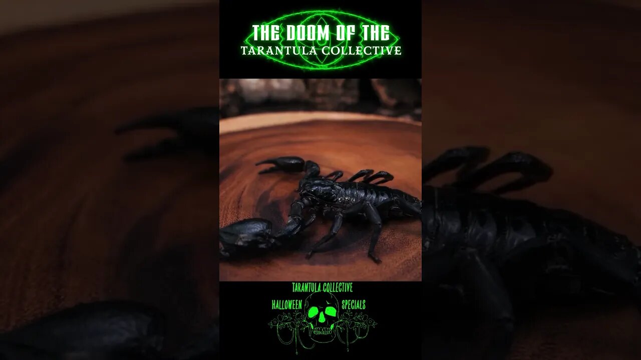 TARANTULA HALLOWEEN SPECIAL