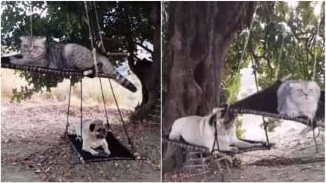 Un carlino e un gatto si divertono sull'altalena