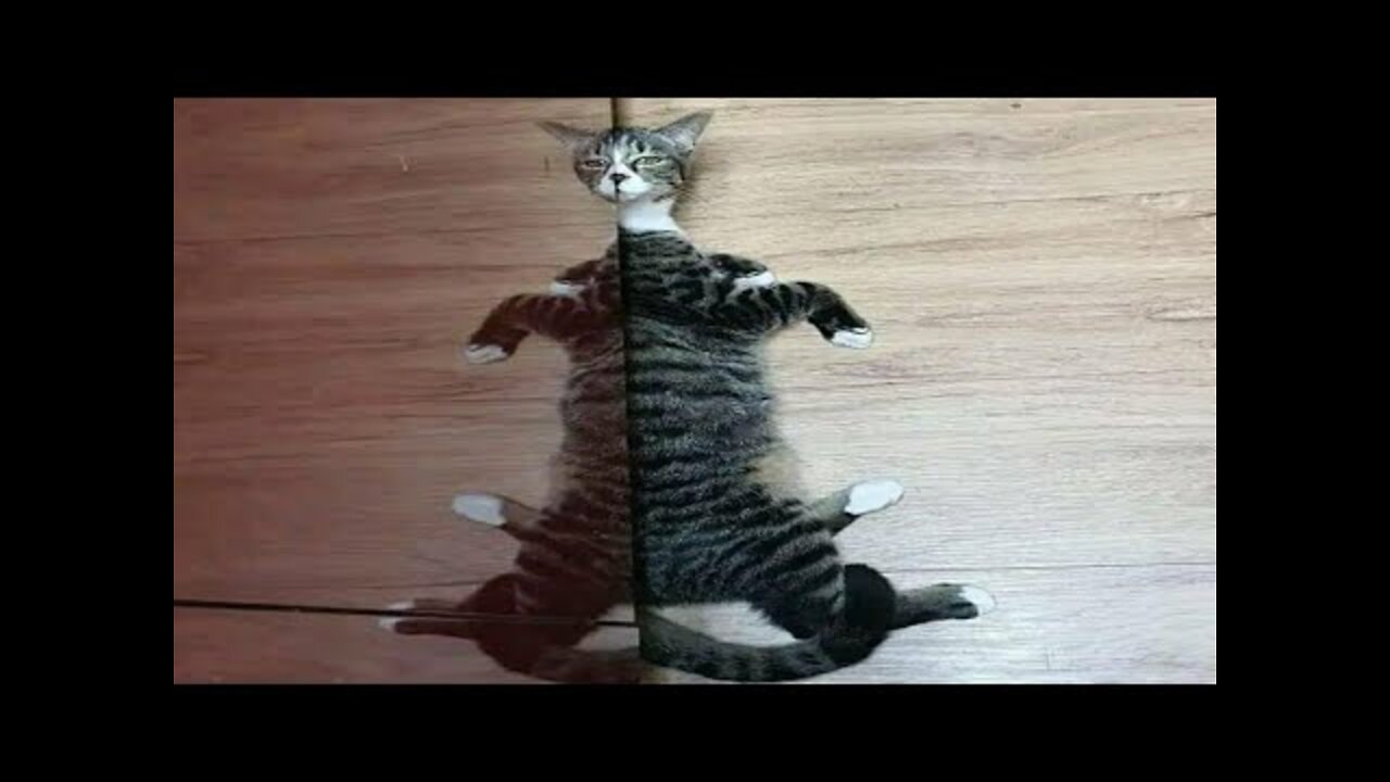 The funniest cat of 2022 - The funniest cat videos