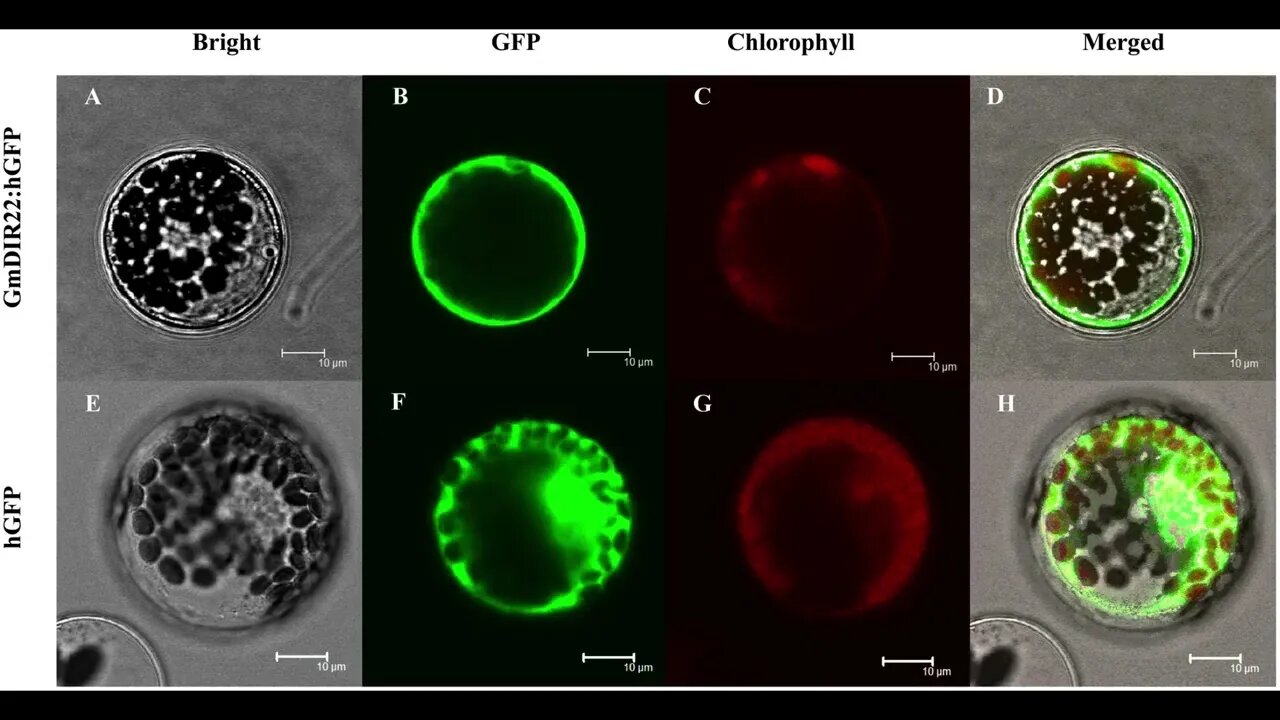 Dirigent Protein root discovery seals future of climate change proof plants