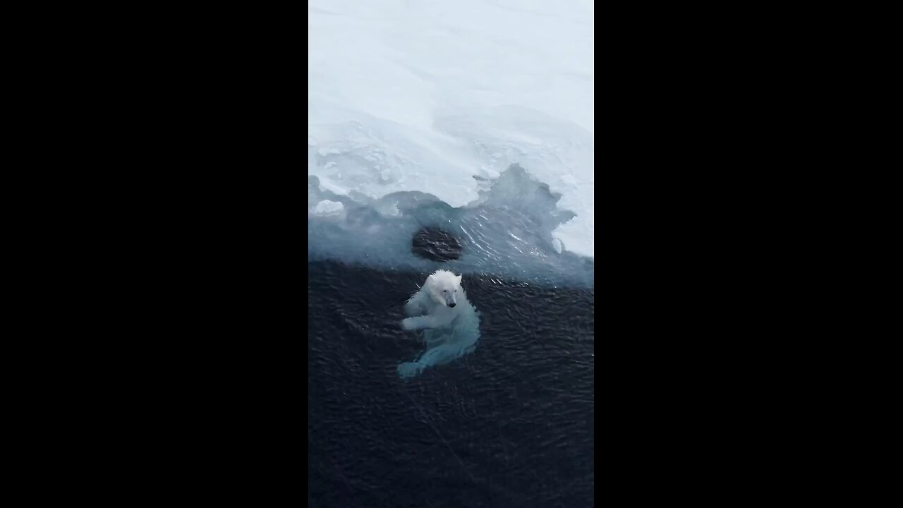 Polar bear | cutest animal in the world😍