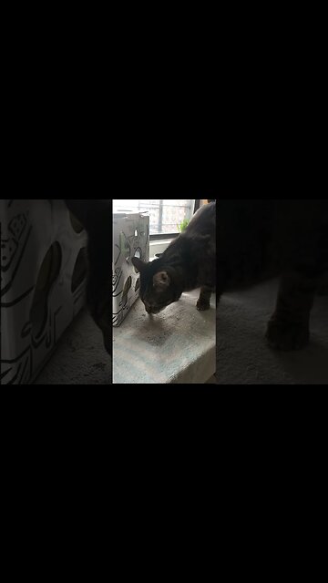 Best mental stimulation for cats day 3 of 3 #shorts