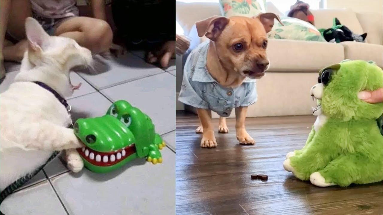 Funny dog playing with toy | Funny dog | Funny cat | Dog and Cat Reaction to Toy