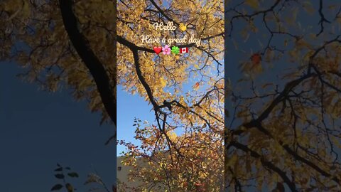 Black squirrel likes to play in fall colours | Cute Animal Video
