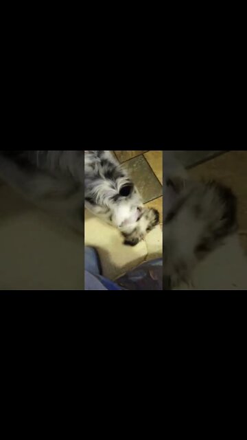 #puppy #aussie #thatsmybed