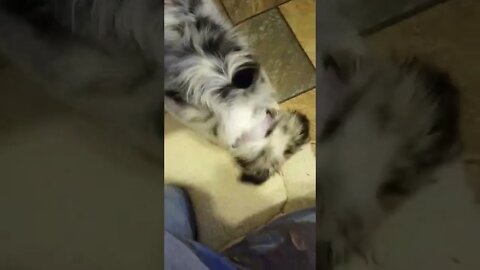 #puppy #aussie #thatsmybed