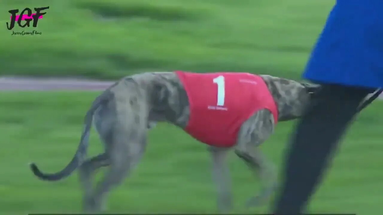 Greyhound dog racing - Track race 480m