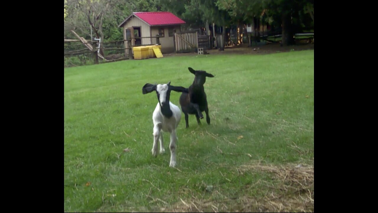 Lamb and goat come to dinner