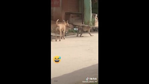 Super Funny Animal Video that Will Make You Laugh Out Loud | Keep Laughing | Do Share & Subscribe