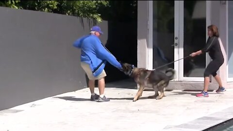 How to Train Your Dog to Become More Agressive