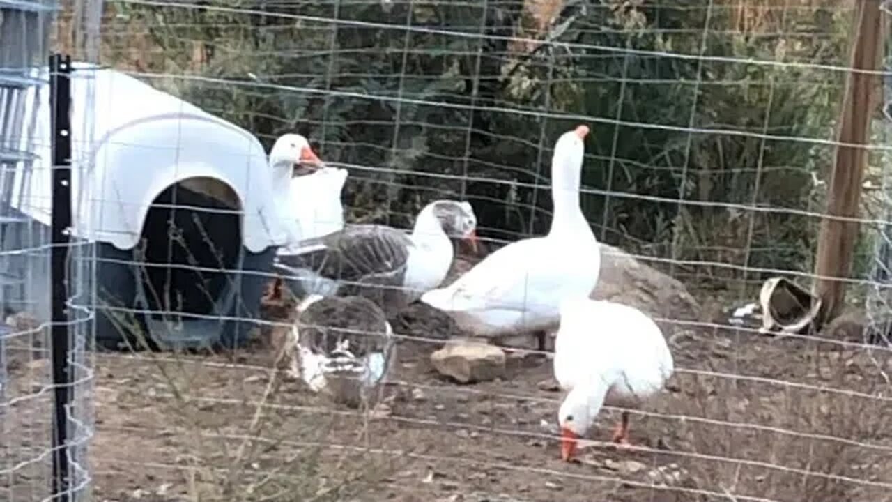 Enclosing free range geese for nesting season for protection against predators