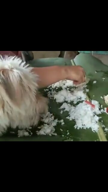 Cute Puppy Joins Our Boodle Fight