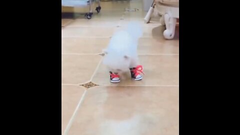 little dog with sneakers very funny