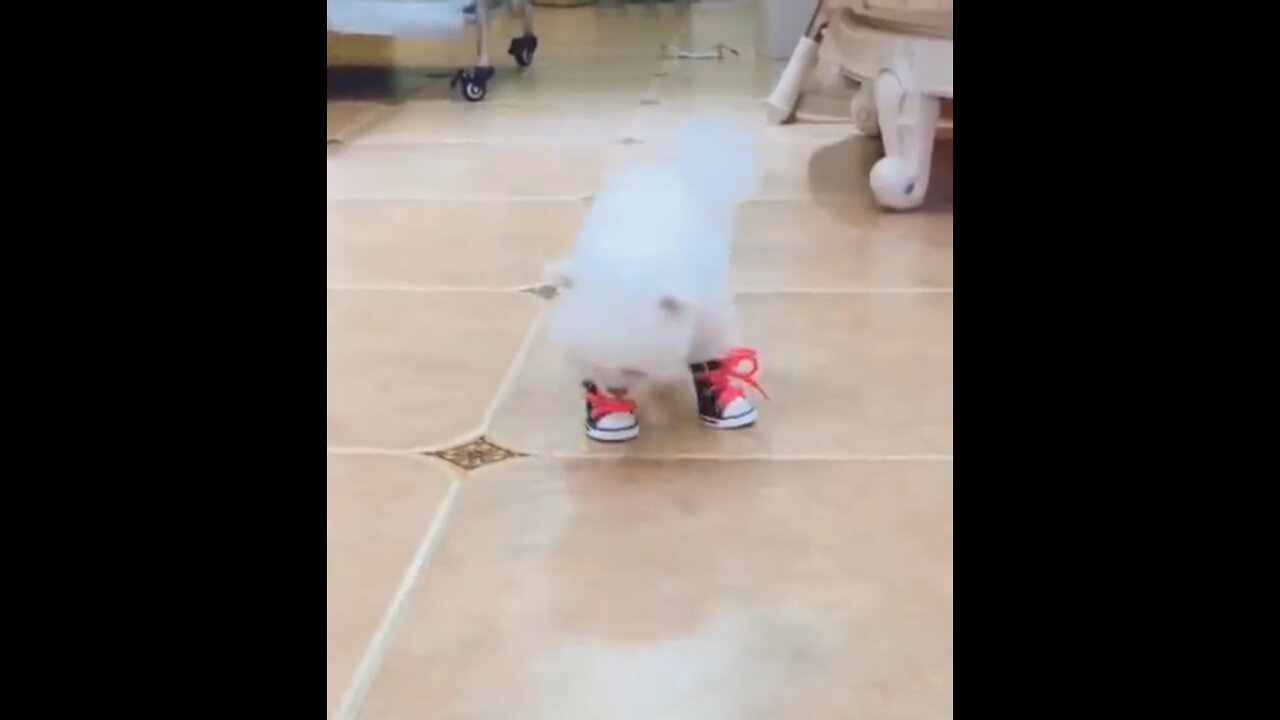 little dog with sneakers very funny