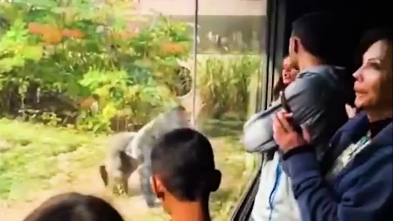 40 Times Animals Messed With The Wrong Opponent !72 2