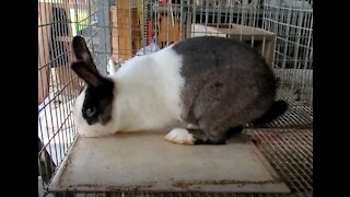 Rabbit Manure and Replanting