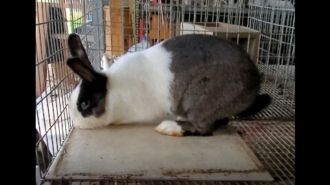 Rabbit Manure and Replanting