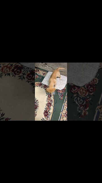 PETS ARE AWESOME!!! #puppy #petsofinstagram ￼#pets