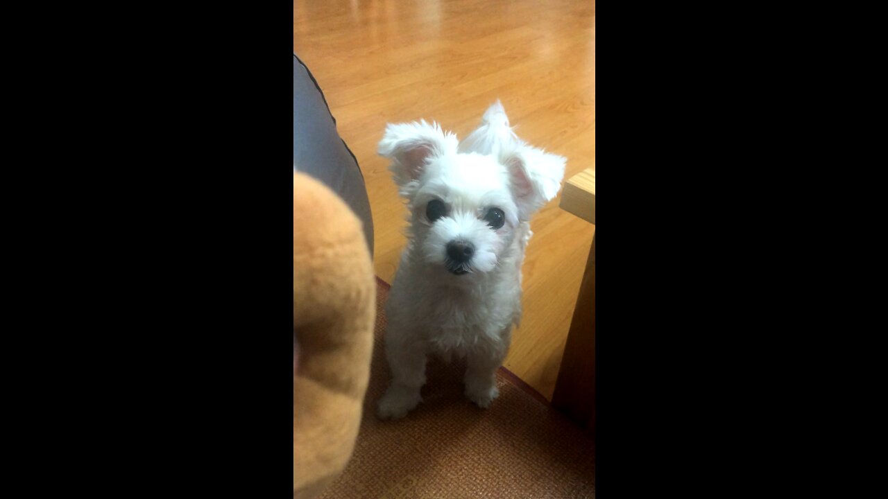 Let's play with the ball.~ Nope..