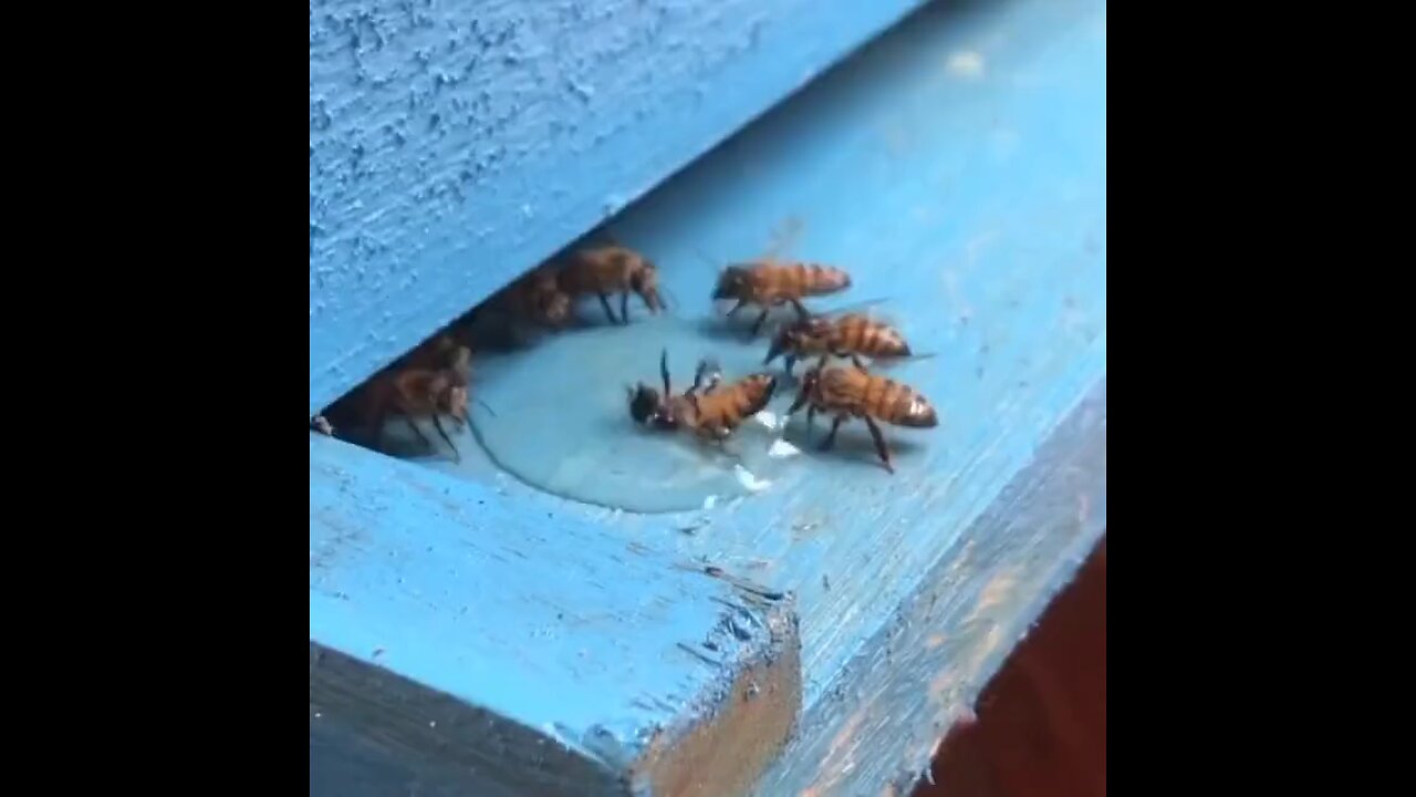 Bee saving its fallen friend