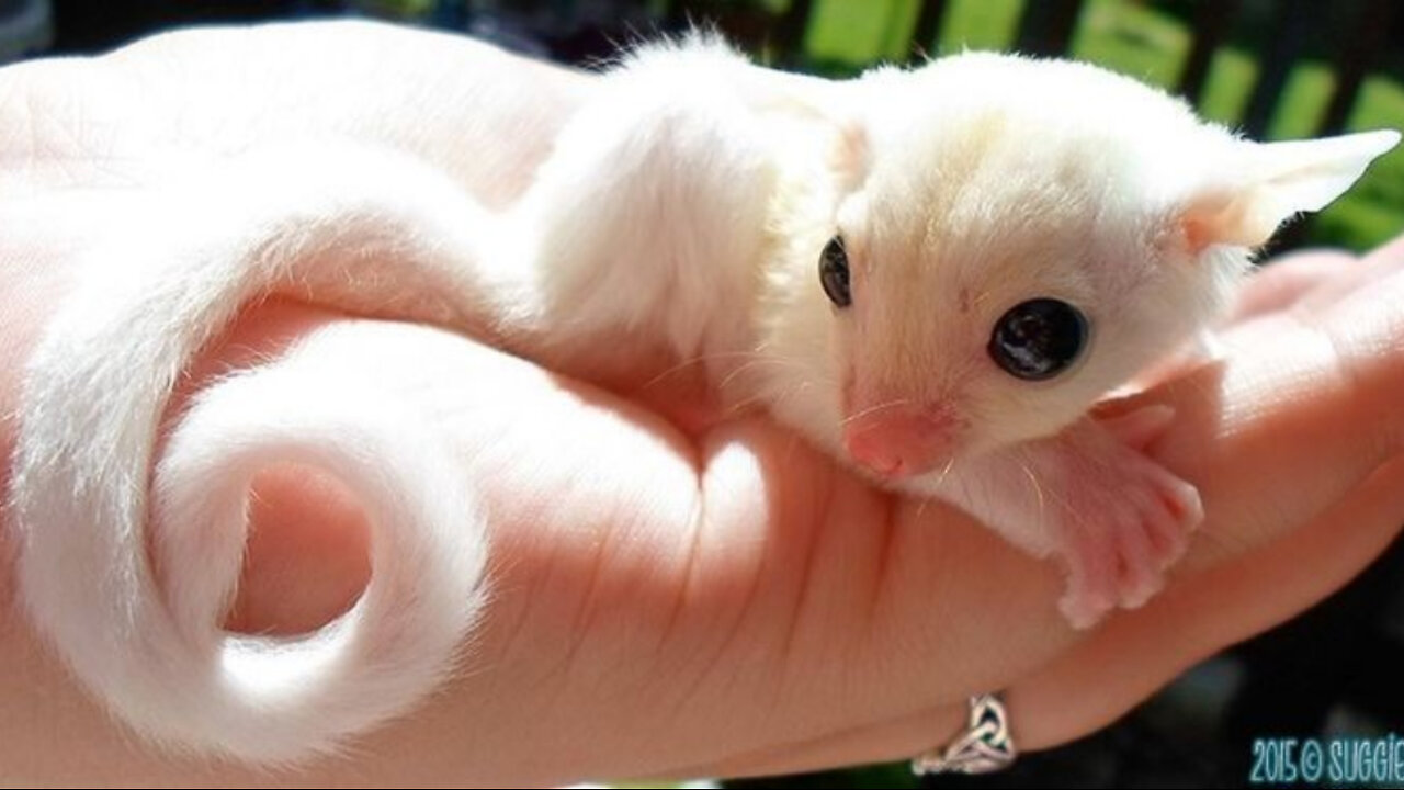 Creating a compilation of sugar gliders in flight