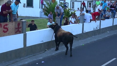 Tourada Juncal 2015 - Touros HF - 162,248,238,232 (Rabão) - Ilha Terceira - Açores