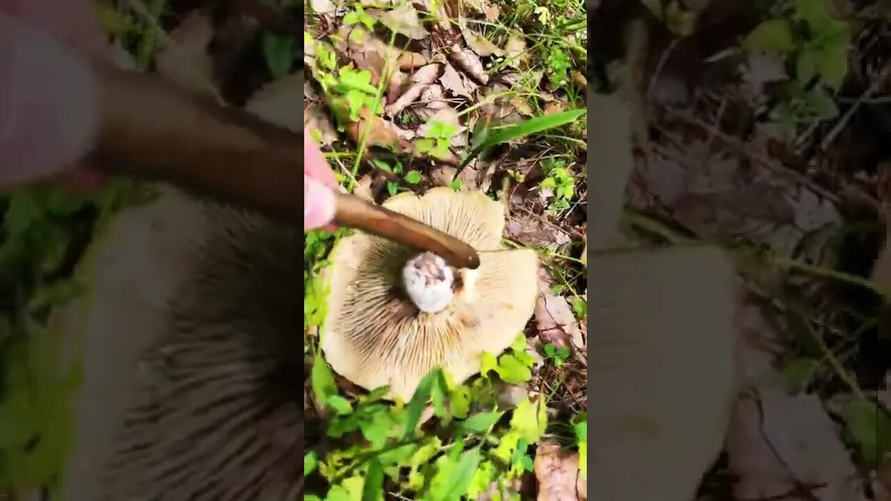 This mushroom is an imposter!