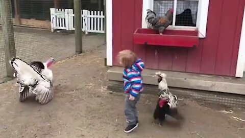 Funny Chickens Chasing Troll Babies and Kids Funny Baby And Pet