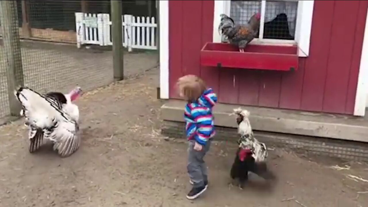 Funny Chickens Chasing Troll Babies and Kids Funny Baby And Pet