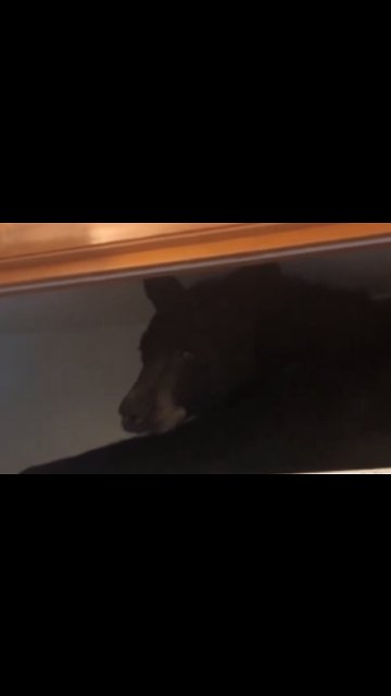 Officers find bear napping on closet shelf in Montana home