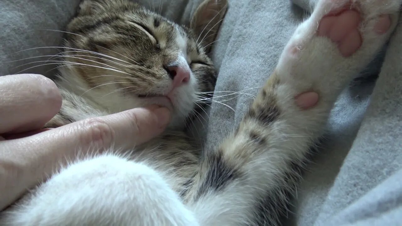 Adorable Baby Cat Sleeps in a Weird Position