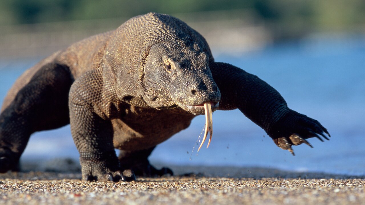 Komodo Dragon in Its Habitat