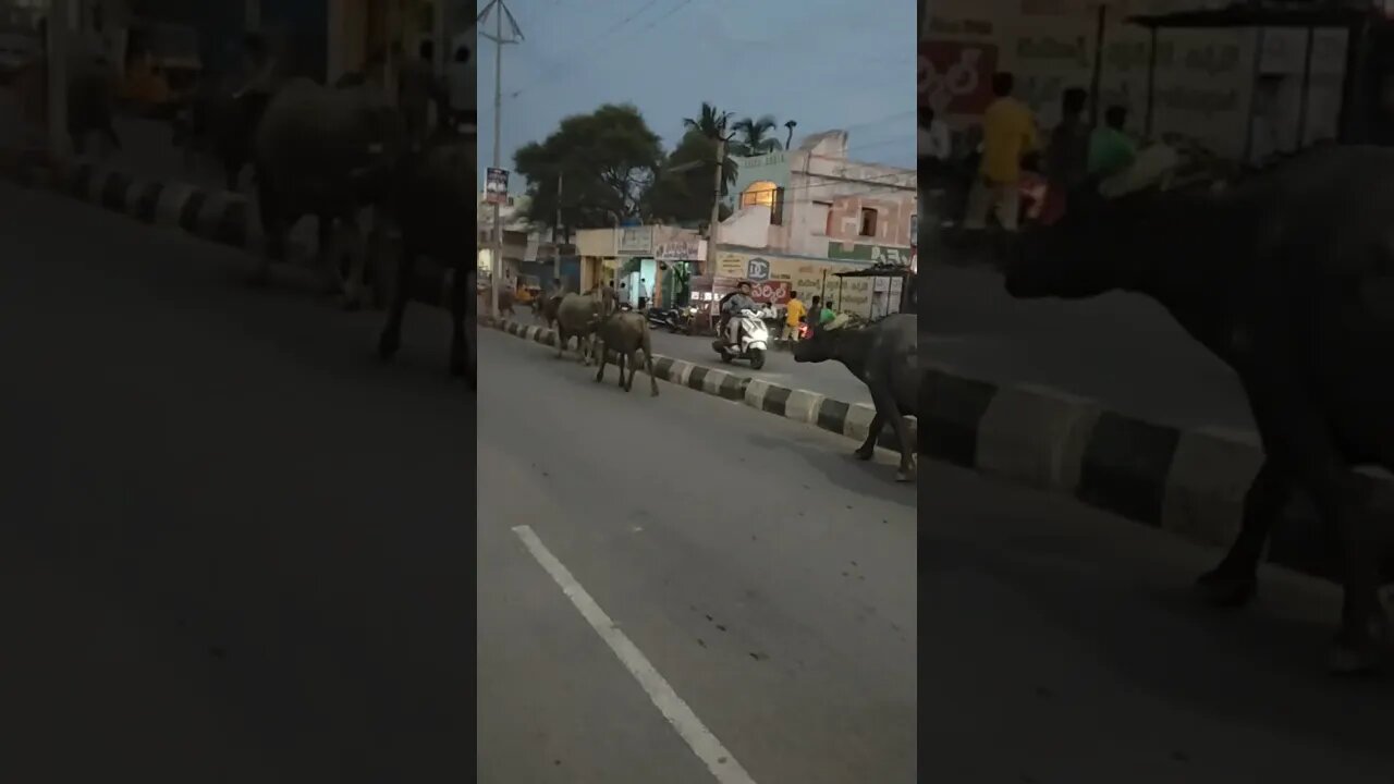 "Unexpected Encounter: Buffalo Parade Takes Over Evening Road!", #shortvideo,#animal, #buffalo