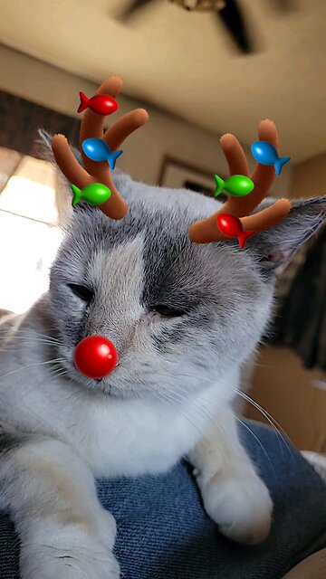 have a holly jolly Christmas!🎄🎄🎄