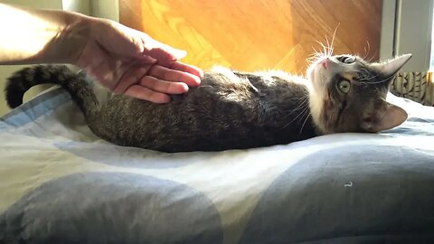 A Cute Cat Yawns
