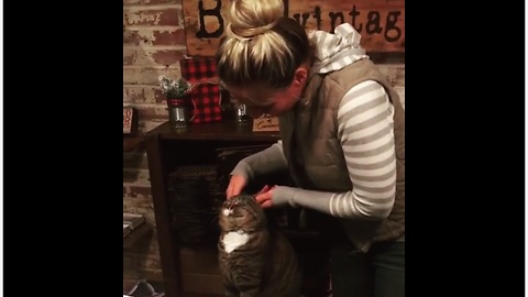 Cat loves the attention he gets from his owner