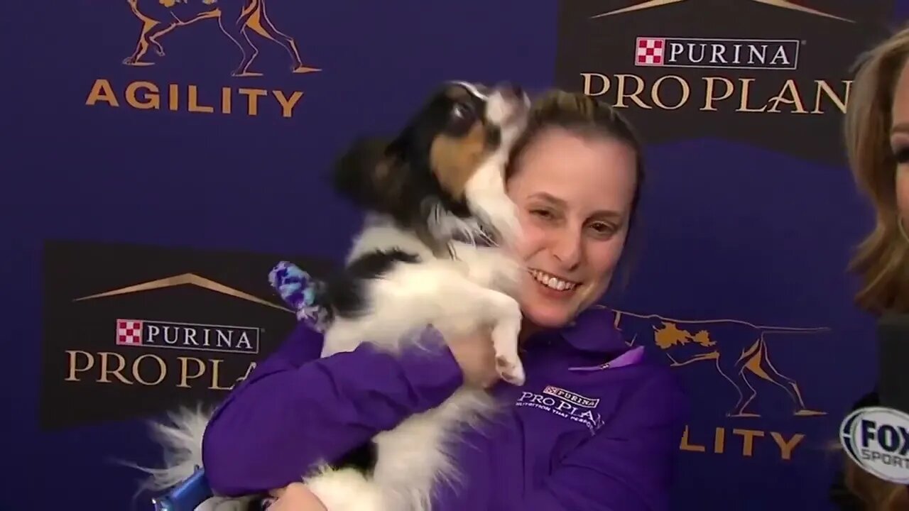 Best of the Agility competition from the 2020 Westminster Kennel Club Dog show