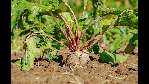 Healing Roots and Herbs