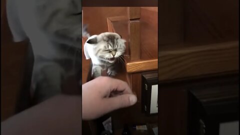 Funny Cats and Kittens Meowing Compilation&Baby Cats -Cute and Funny Cat Videos #short(5)