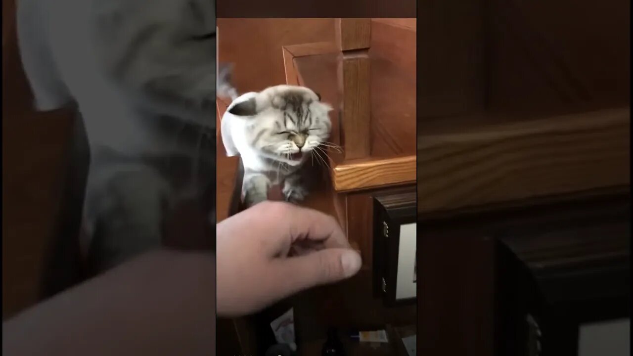 Funny Cats and Kittens Meowing Compilation&Baby Cats -Cute and Funny Cat Videos #short(5)