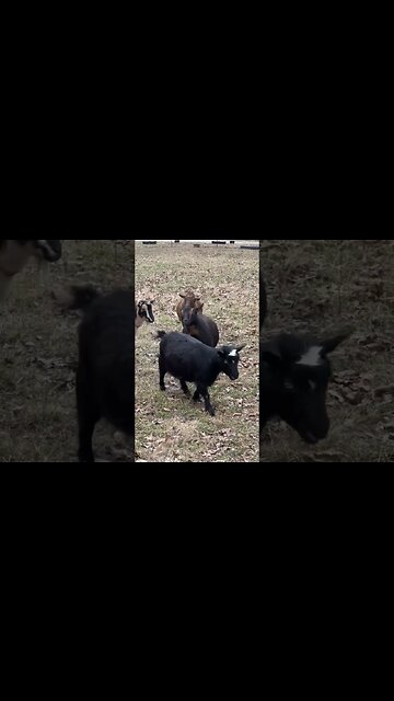 Don’t touch her stick! #shorts