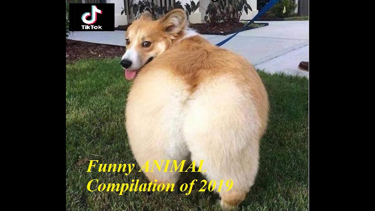 TRY NOT TO LAUGH CHALLENGE | Funny ANIMAL Compilation of 2021 TikTok #12 抖音